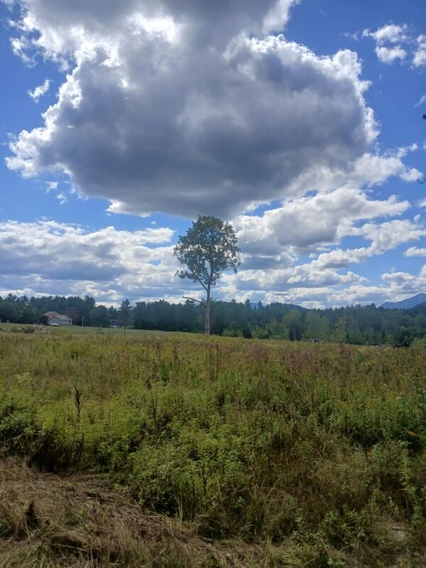 Combo Evidential Mediumship & Psychic Guidance