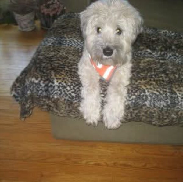 Animal on Other Side